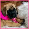 AKC English Mastiff Pups