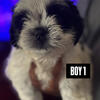 Shih Tzu Puppies Available – Vaccinated & Socialized