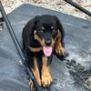 AKC Rottweiler puppies