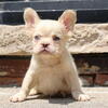 DNA carriers Fluffy Frenchies ready soon