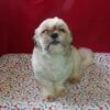 Alex: Calm and Affectionate Shih Tzu Looking for Forever Family