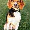 Treeing Walker Coonhound 