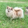 CKC TOY POMERANIAN PUPPIES