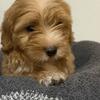 Female Maltipoo Puppy