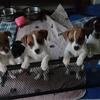 Jack Russell Puppies