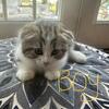 Scottish fold kittens 