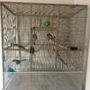 2 Cockatiels with cage and supplies
