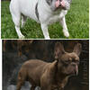 French bulldogs due February