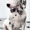 Dalmatian puppies 