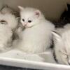 SiberianTaj White Plains NY. Purebred Siberian Forest cats.