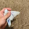 Gorgeous  Blue Parrotlet  male