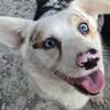 Blue eyed corgi female 2 years old