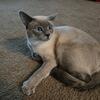 Blue point siamese TCA registered