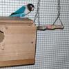 Lovebirds 