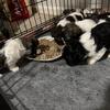 Shih tzu puppies
