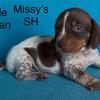 CKC Miniature Dachshunds