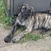 Canary island mastiff puppy available 