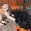 golden doodles needing new homes posting for my grandmother