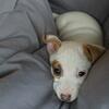 Jack Russell Terrier  puppies