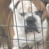 english bulldog 