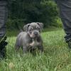 10 week old female XL American bully