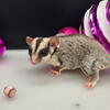 Adorable Sugar Glider Joeys ( Babies ) available - Ready now to Christmas