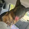 AKC registered German shepherd