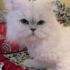 Dearheart Silver Chinchilla Persian, Adult Male