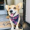Searching for AKC registered Pembroke Welsh Corgi Stud