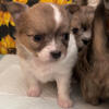 AKC LC CHIHUAHUAS