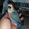 Hand fed and tame baby lovebird * We safely ship *