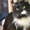 Tuxedo Ragamuffin needs rehoming