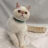 CFA Exotic Shorthair - Matcha