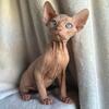 Sphynx kittens ready to go