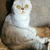 Scottishfold purebreed Boy 