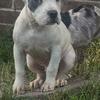 12 Week old male bully 