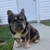 Fluffy frenchie male availabull 