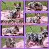 FRENCH BULLDOG FEMALE TRI MERLE SOLD