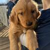 AKC Golden Retriever Puppies