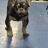 Frenchie Male Pup