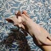 Bambino Hairless munchkin kittens elf's 