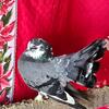 Beautiful fantail and homing pigeons 