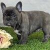 Heathy French Bulldog Pups