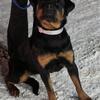 Akc Female rottweiler