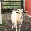 Pet goats/ kids looking for home  