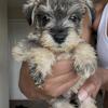 Rehoming Miniature Schnauzer puppies! 
