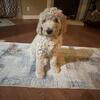 Goldendoodle