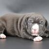 Mulan - XL American Bully - Female