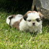 For Sale 2 male Shih Tzu puppies. 