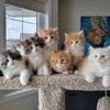 Siberian Kittens for sale California 